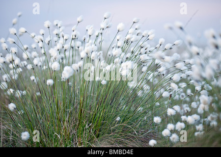 Touffe d'herbe de coton sur la lande Banque D'Images