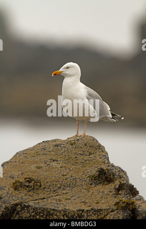 Goéland argenté Larus argentatus Hot perché sur un rocher en attendant de voler un Gravelot des œufs sur l'île de Mull Banque D'Images