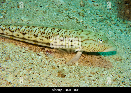 Hexophthalma Sandperch (Parapercis) Banque D'Images