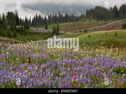 Le mont Rainier Natl Park, WA Rolling Meadows de fleurs sauvages alpines avec des pins et sapins sur la crête de Mazama Banque D'Images