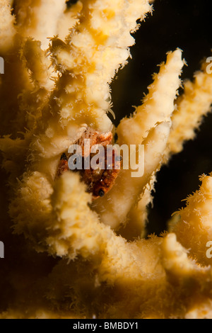 Le corail rouge (crabe Trapezia cymodoce) Banque D'Images