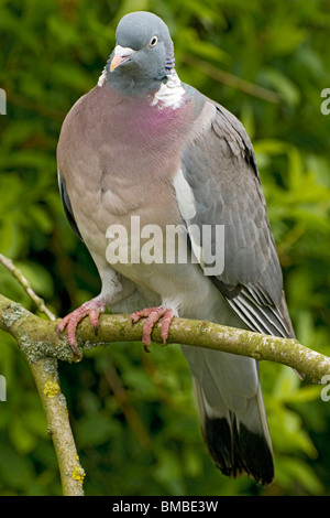 Un pigeon ramier perché sur une branche d'arbre Banque D'Images