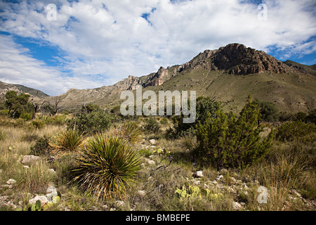 Guadalupe Mountains National Park Utah USA Banque D'Images