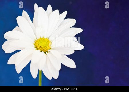 Daisy blanc et jaune sur un fond d'aquarelle peinte à la main Banque D'Images