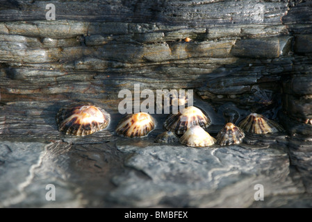 Groupe de rock sur patelle, Devon, UK Banque D'Images