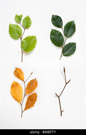 Les rameaux de hêtre au printemps, été, automne et hiver. Fagus sylvatica. Composite numérique. UK. Banque D'Images