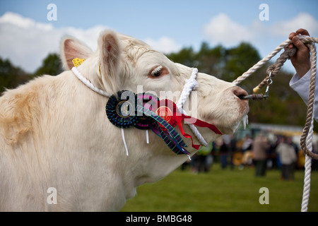 Tête de vache Charolaise triple lauréat de rosettes, d'être montré à un Show de bovins Banque D'Images