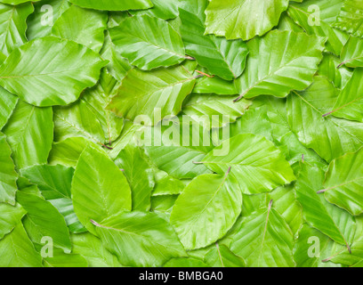 Feuilles de hêtre, Fagus sylvatica. Banque D'Images