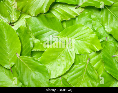 Feuilles de hêtre, Fagus sylvatica. Banque D'Images