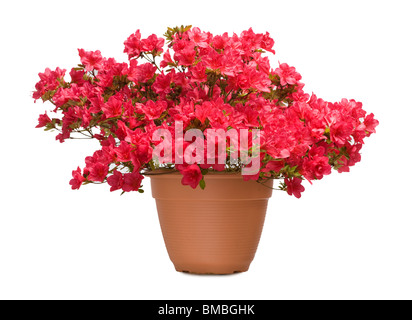 Azalea 'Nico' en pot Banque D'Images