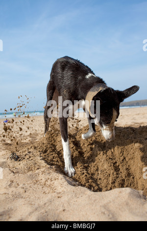 Greyhound creuser un trou sur la plage Cornwall Rolvenden Banque D'Images