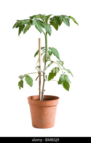 Jeune plant de tomate en pot Banque D'Images