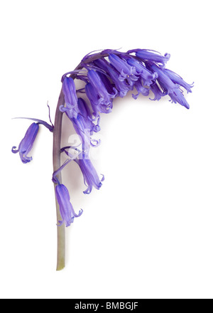 Bluebell, Hyacinthoides non-scripta. Banque D'Images