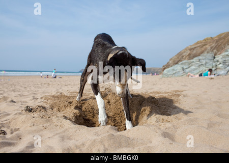 Greyhound creuser un trou sur la plage Cornwall Rolvenden Banque D'Images