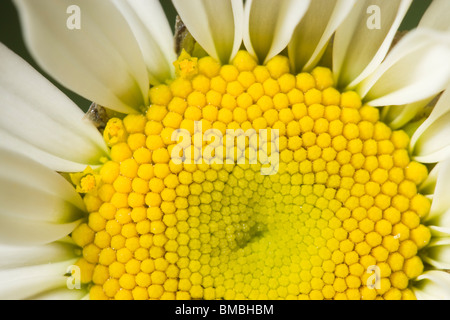 Oxeye Daisy flower (composite de fleurs), Leucanthemum vulgare Banque D'Images