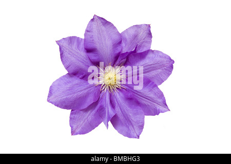 Fleur de Clematis 'jeunes' HF. Banque D'Images