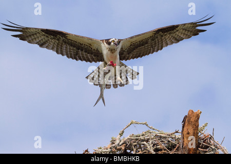 Balbuzard pêcheur (Pandion haliaetus) approcher le nid avec un poisson frais. Banque D'Images