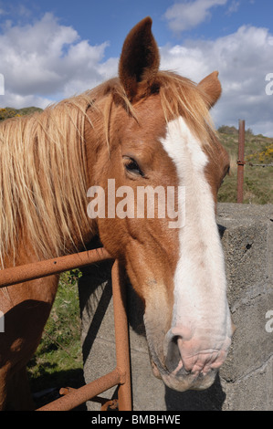 Tête de chevaux Banque D'Images