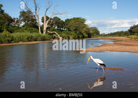 Yellowbilled ,stork Mycteria ibis, sur la rivière Shingwedzi, Kruger National Park, Afrique du Sud Banque D'Images