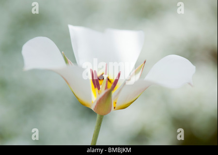 Calochortus nuttallii. Sego Lily Banque D'Images