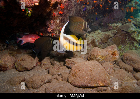 Une petite grotte de corail plein de poissons colorés (Mer Rouge, bannerfish ) Banque D'Images