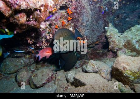 Une petite grotte de corail plein de poissons colorés Banque D'Images