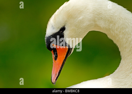 Cygne muet en close-up, Abbotsbury swannery Banque D'Images