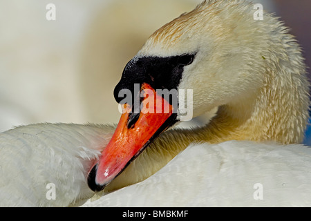 Cygne muet le repos, l'Abbotsbury swannery, Dorset, UK. Banque D'Images