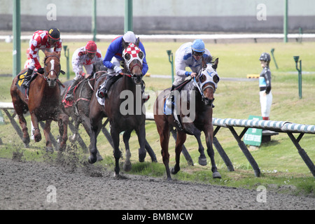 Chevaux de course fonctionnant en bas l'avant s'étendent vers la ligne d'arrivée Banque D'Images