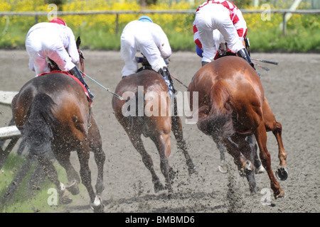 L'arrière de la race de chevaux et jockeys leur tournant le premier virage le jour de la course Banque D'Images