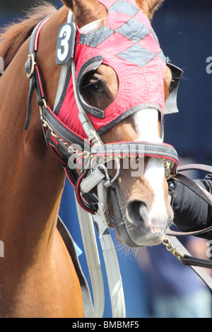 Tous les chevaux de course cloué avec masque rouge, la selle et la bride menée autour de l'enclos en attente de son jockey. Banque D'Images