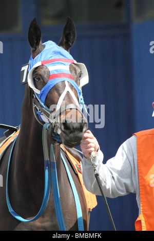 Tous les chevaux de course cloué avec masque bleu, la selle et la bride menée autour de l'enclos en attente de son jockey. Banque D'Images