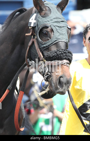 Cheval de course, l'échauffement au Paddock avant une course, dirigé par groom Banque D'Images