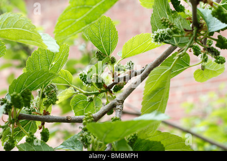 Les fruits immatures du mûrier blanc (Morus alba) Banque D'Images