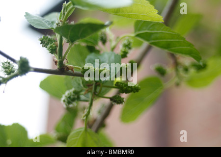 Les fruits immatures du mûrier blanc (Morus alba) Banque D'Images