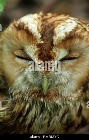 Sleepy eurasien sauvages Tawny Owl (Strix Aluco enr.) Banque D'Images