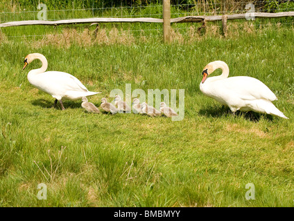 La famille Cygne muet Banque D'Images