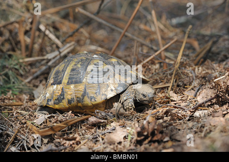 Première marche d'une femelle tortue d'Hermann (Testudo hermanni boettgeri) vient de se réveiller de l'hibernation au printemps Banque D'Images