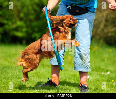 Cavalier King Charles Spaniel sauter à travers un cerceau Banque D'Images