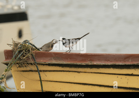 Bergeronnette Pie adultes alimentation des jeunes sur un bateau Banque D'Images