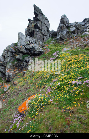 Fleurs sauvages à la tête Gurnards à Cornwall, Royaume-Uni Banque D'Images