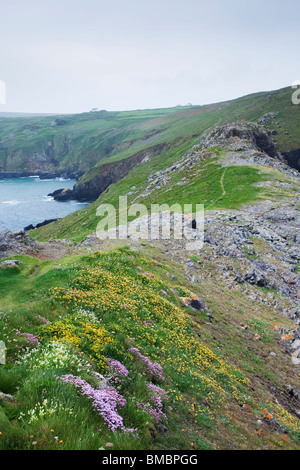 Fleurs sauvages à la tête Gurnards à Cornwall, Royaume-Uni Banque D'Images