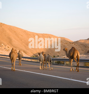 Les chameaux sur Sodome Arad Road - Israël Banque D'Images