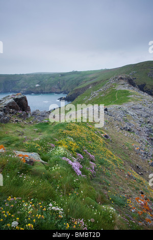 Fleurs sauvages à la tête Gurnards à Cornwall, Royaume-Uni Banque D'Images