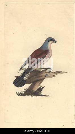 Pie-grièche écorcheur, butcher bird ou de rinçage avec bleu, rose et son plumage de couleur rouille. Lanius collurio Banque D'Images