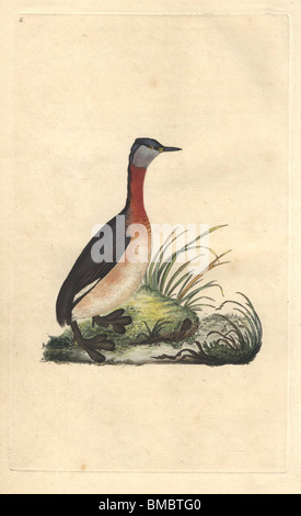 Red-necked grebe de brun foncé et de plumage rouge marron. (Podiceps grisegena Podiceps ruficollis) Banque D'Images