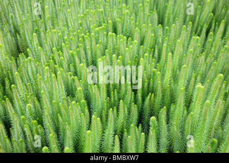 Hippuris vulgaris Common Mare's Tail Banque D'Images