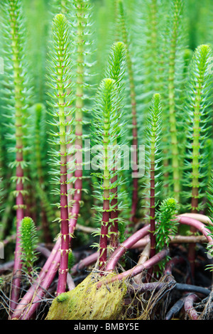Hippuris vulgaris Common Mare's Tail Banque D'Images