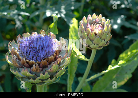 CYNARA CARDUNCULUS, de l'Artichaut Banque D'Images