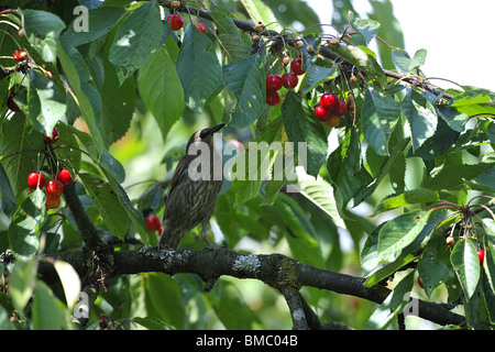 Jeunes etourneau sansonnet (Sturnus vulgaris) manger cerises sur l'arbre en été Banque D'Images